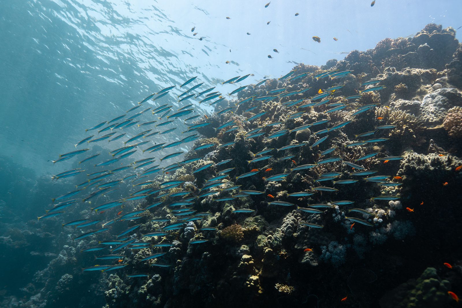 A school of silver fish streaming past a sunlit coral reef