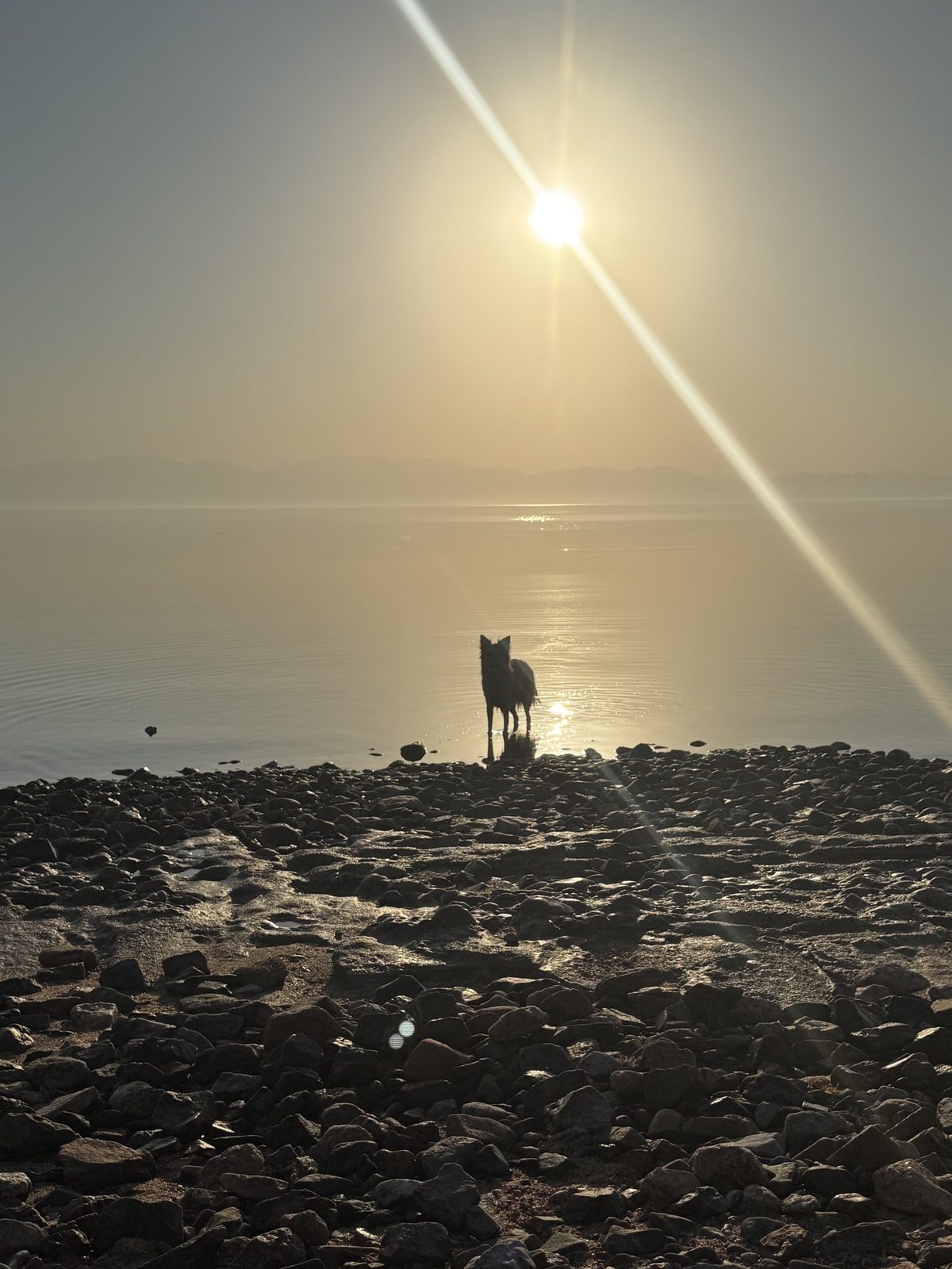 A dog standing at the water’s edge on a pebbled shore as the sun rises